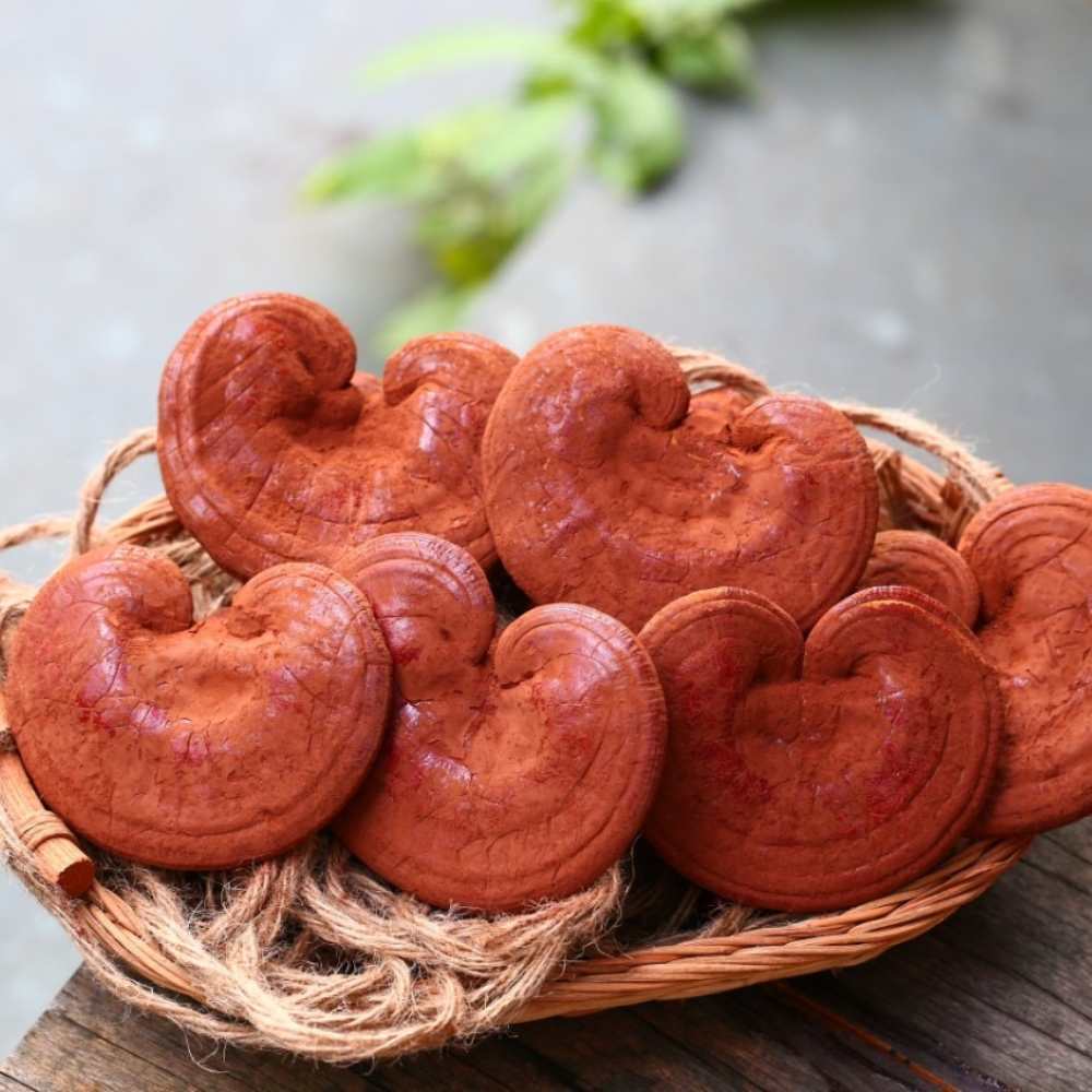 6 lợi ích của việc sử dụng nấm thành đồng