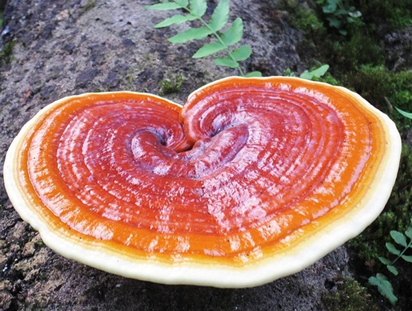 Nấm linh chi thành đồng