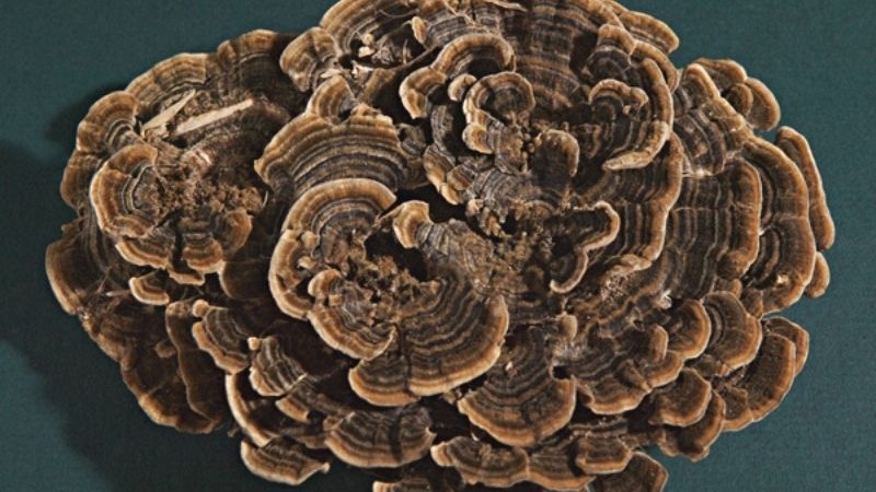 Nấm Vân Chi và các hoạt chất PSP và PSK