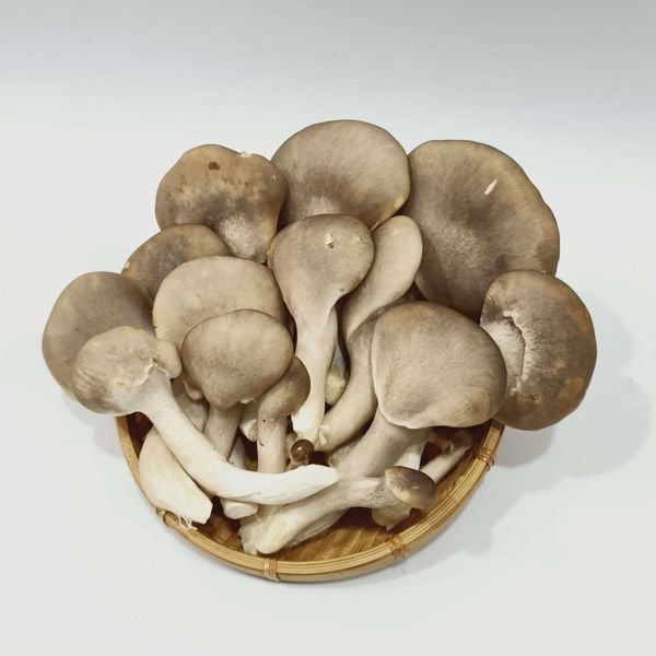 Vì Sao Nấm Bào Ngư Thành Đồng Luôn Là Lựa Chọn Hàng Đầu?