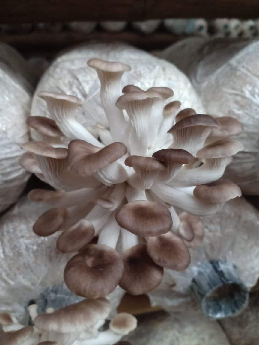 nam-bao-ngu-thanh-dong