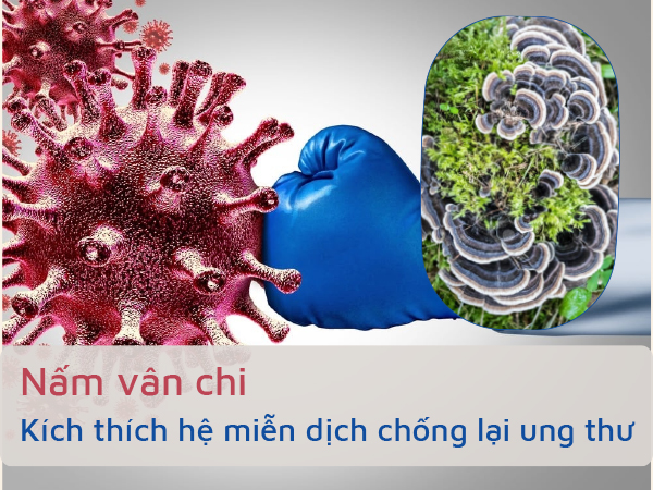 Nấm vân chi giúp ức chế sự phát triển và lây lan của các tế bào ung thư