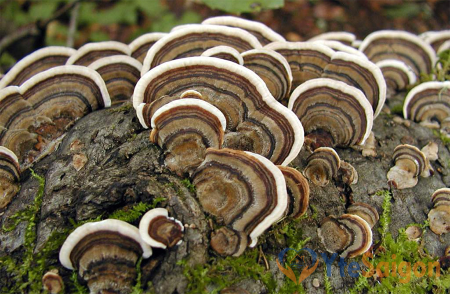 Công dụng của Nấm Vân Chi nổi tiếng với các hoạt chất sinh học quý giá