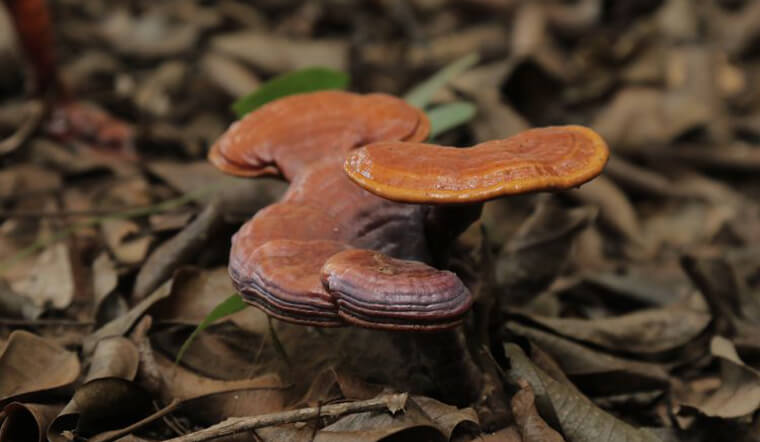 Nấm Lim Xanh thuộc nhóm nấm quả thể có phần mũ tán và chân nấm rõ rệt