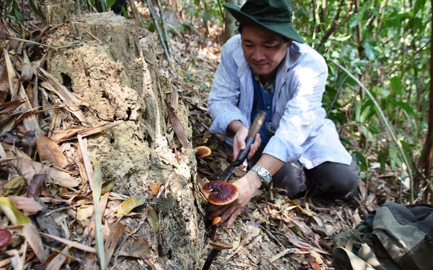 Nấm Lim Xanh chỉ mọc trên cây lim xanh đã chết trong rừng nguyên sinh, việc tìm kiếm rất khó khăn và rủi ro cao