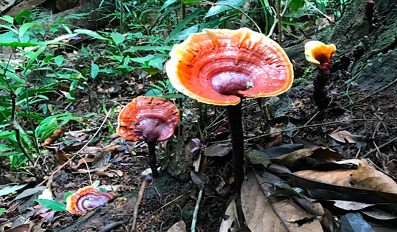 mọc trên thân cây Lim Xanh đã chết