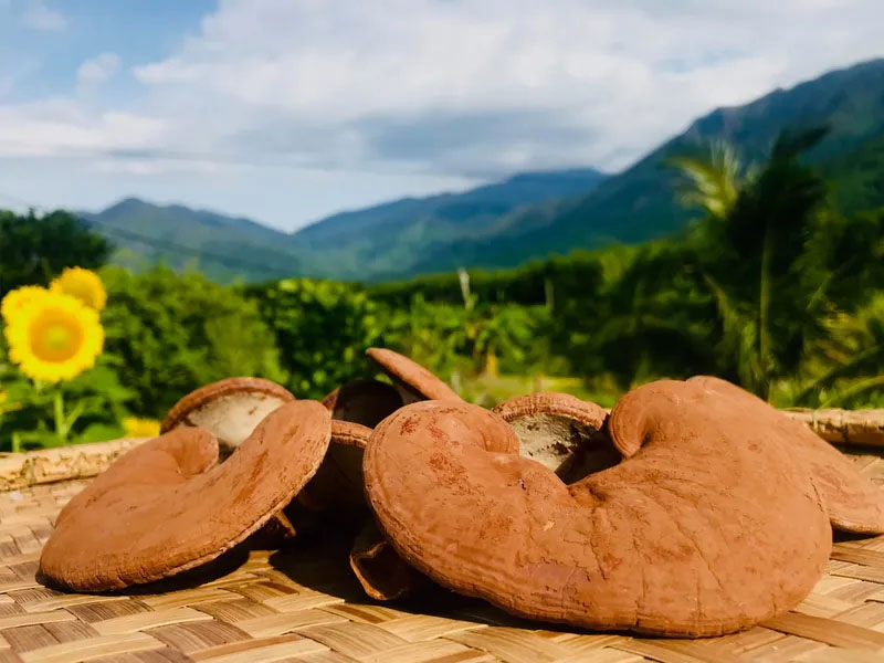 Công dụng "thần kỳ" của nấm linh chi sấy khô