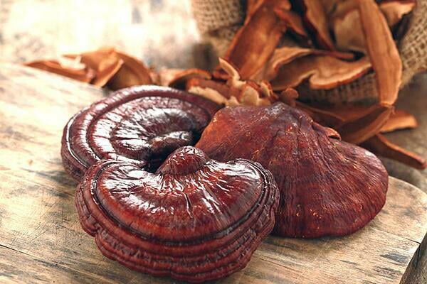 Nấm Linh Chi (Reishi) - “Thần Dược” Cổ Truyền