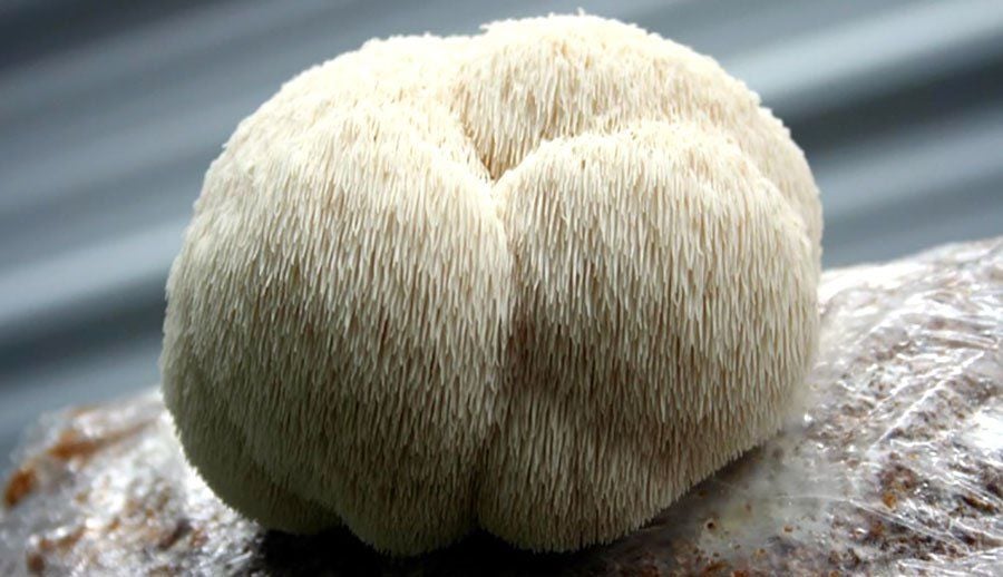 Nấm hầu thủ (Hericium erinaceus), còn gọi là nấm đầu khỉ, dễ nhận diện nhờ hình dạng giống bờm sư tử.