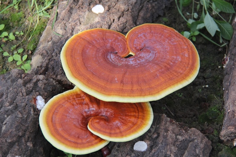 Nấm Linh Chi Vàng có vị ngọt, tính bình, không độc