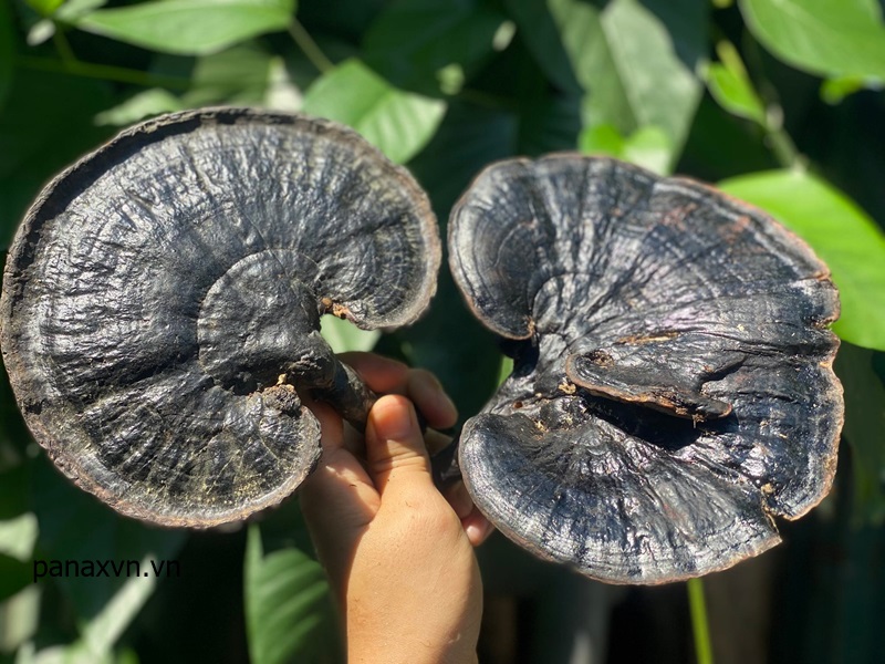 Hắc chi là loại quý hiếm trong số các loại nấm linh chi.