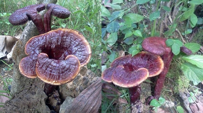 nấm linh chi tím được sử dụng phổ biến cho người cao tuổi