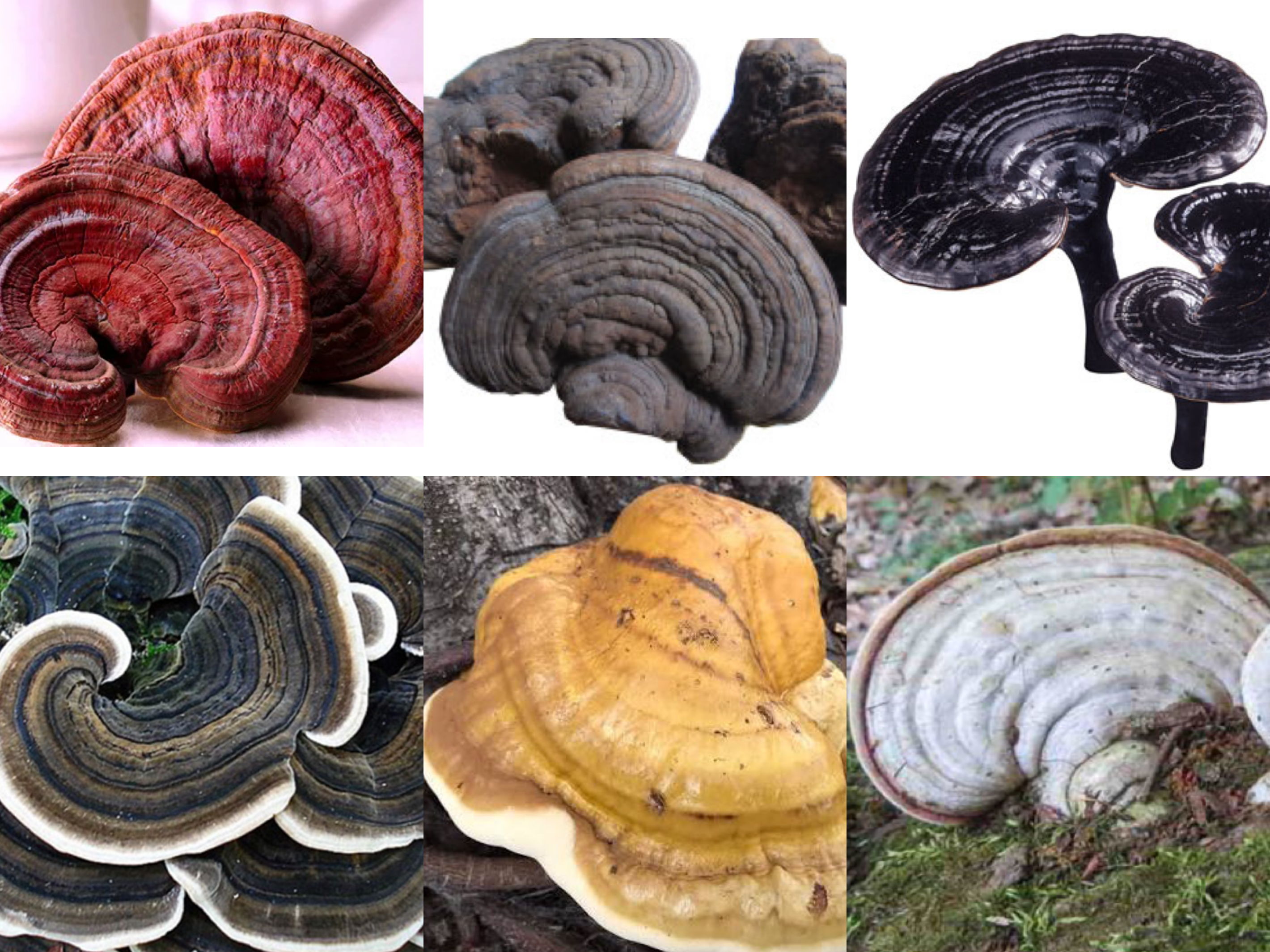 đều chứa các hoạt chất sinh học quý giá