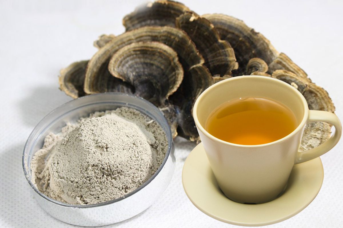 áp dụng cách sử dụng nấm vân chi dưới dạng trà hoặc bột sẽ giúp vi sinh vật đường ruột được nuôi dưỡng tốt hơn