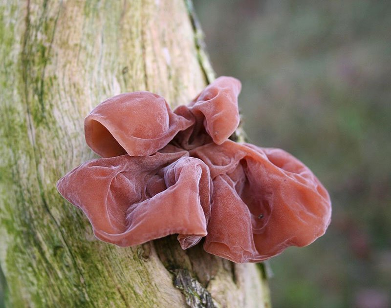 Nấm mèo thường có màu nâu nhạt, sau có màu nâu hồng hoặc nâu sẫm