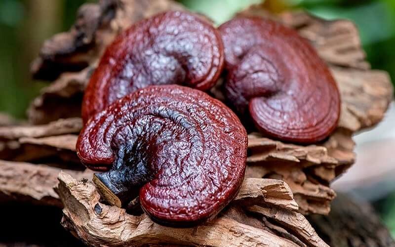 Khả năng nấm linh chi chữa bệnh nằm ở sự đa dạng và phức tạp của các hoạt chất sinh học mà nó sở hữu