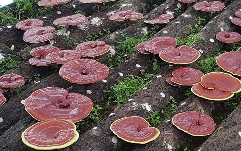 Việc sử dụng nấm linh chi giúp nam giới phòng ngừa các bệnh tim mạch – một yếu tố then chốt khẳng định nấm linh chi có tốt cho nam giới không.