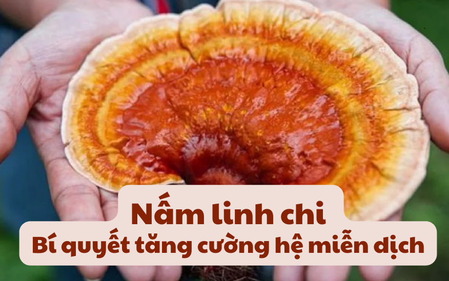 Tác dụng đầu tiên và quan trọng nhất của nấm linh chi chữa bệnh là cải thiện hệ miễn dịch
